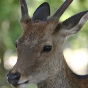 【数量限定】お任せ鹿肉１kgセット